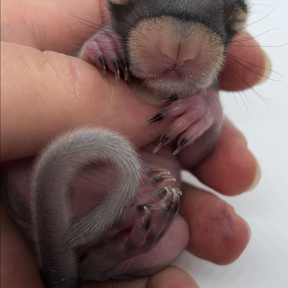 Meet your Posher, Michelle 🦇🐢🦨🦝🐿🦡🦔🐀 - Picture 6 of 16